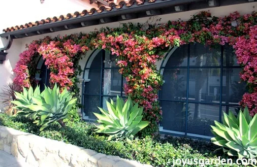 Bougainvillea, So Much More Than Just A Vine