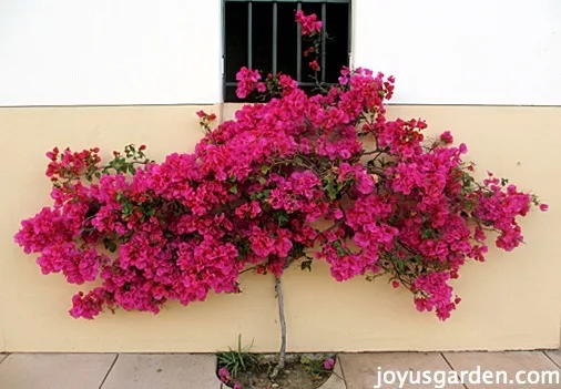 Bougainvillea, So Much More Than Just A Vine