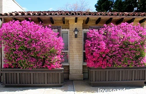 Bougainvillea, So Much More Than Just A Vine