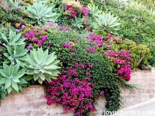 Bougainvillea, So Much More Than Just A Vine