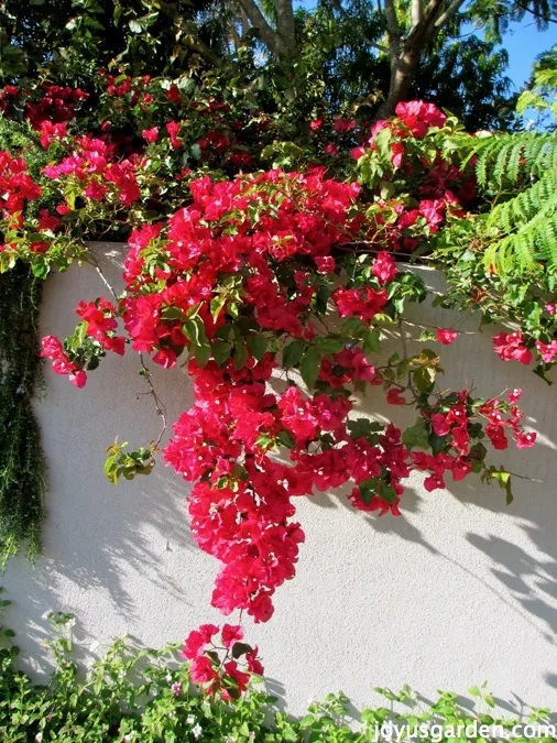 Bougainvillea, So Much More Than Just A Vine