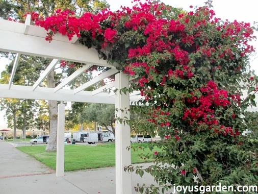 Bougainvillea, So Much More Than Just A Vine