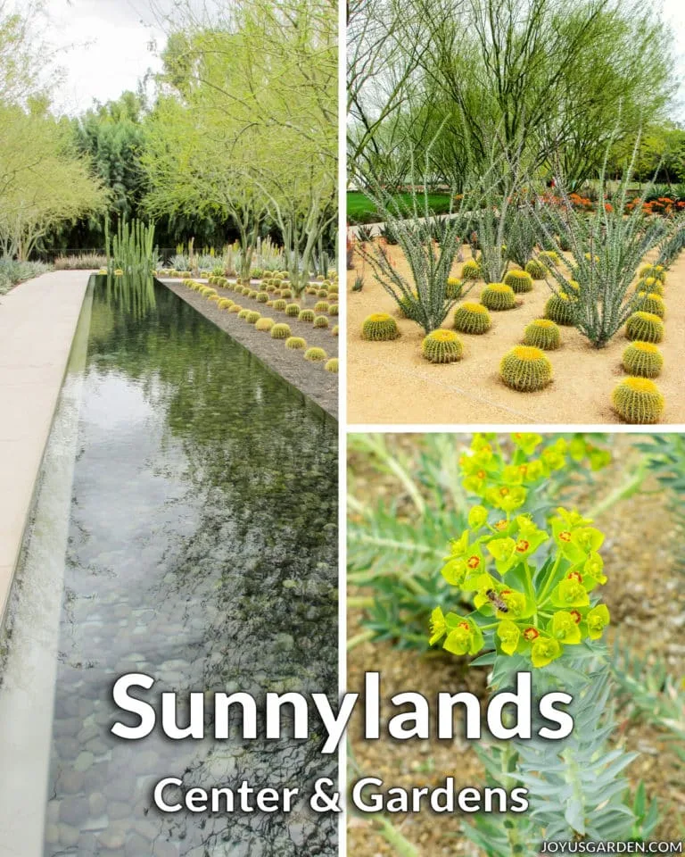 a collage of 3 photos of modern desert gardens & plants the text reads sunnylands center & gardens