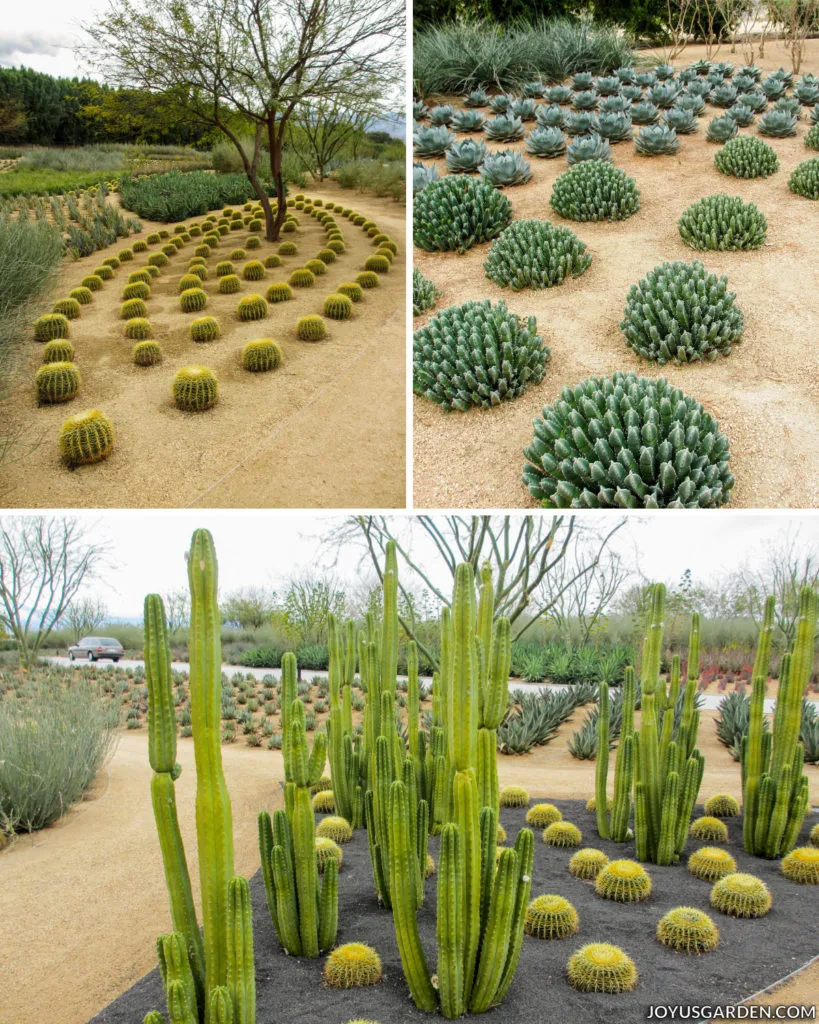 a collage consisting of three different pictures of a cactus garden, the plants are planted in geometric patterns