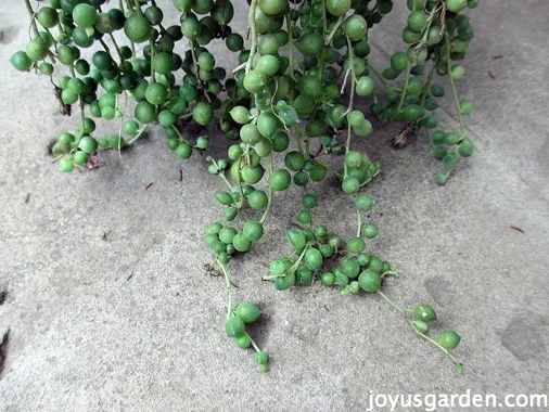 strings of the string of pearl plant on top of a grey rustic background