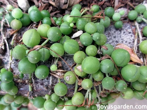 string of pearls plant close up, you can see the resemblance of the leaves with real pearls. They look like pearls but are green