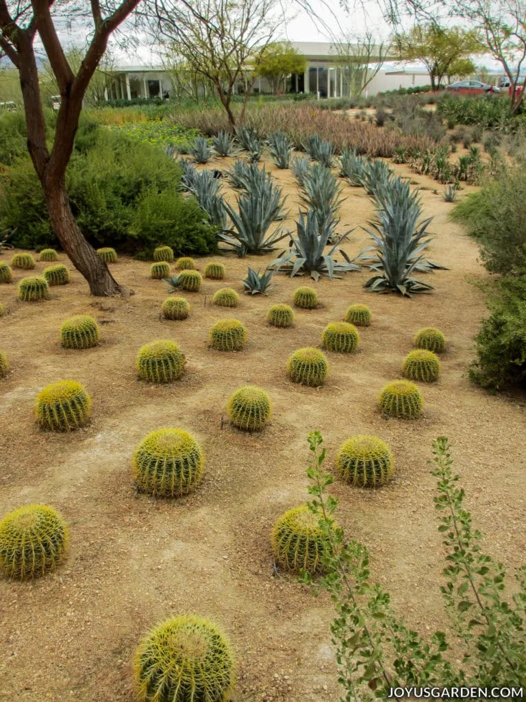 Cactus garden with a tree and a mid-century modern building in the background