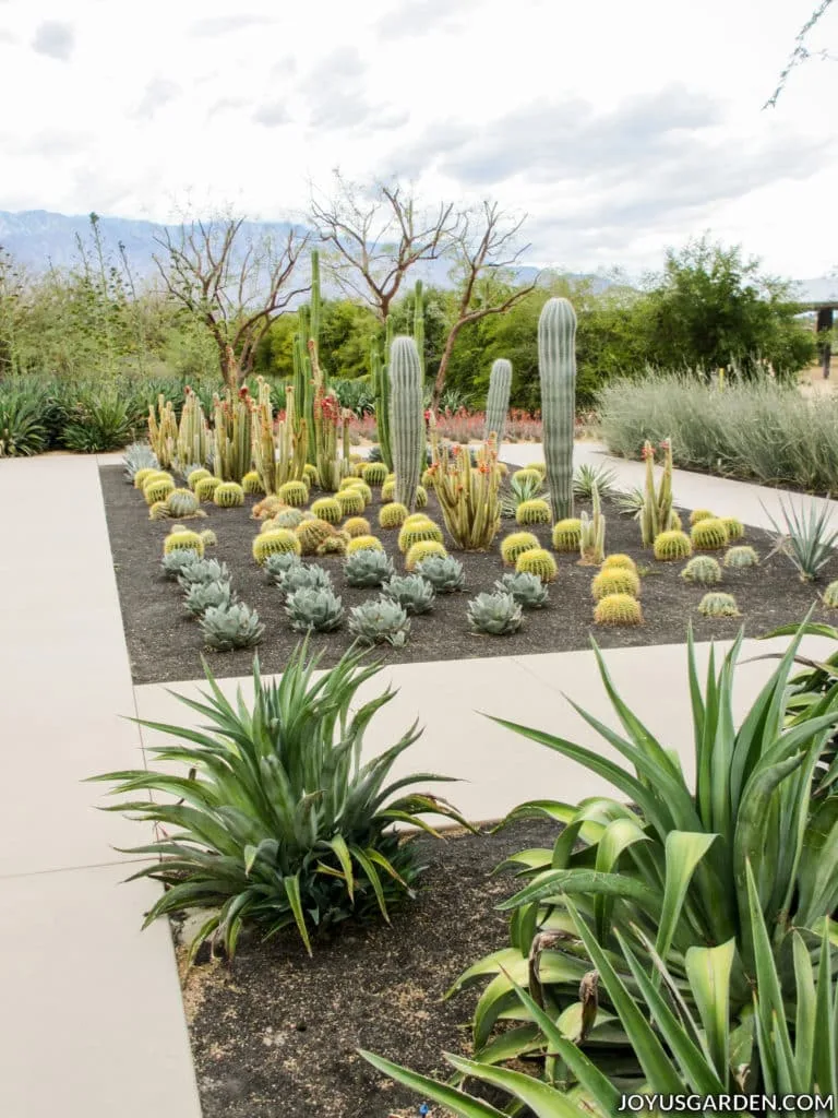 many different types of cacti in a modern desert garden with mountains in the background