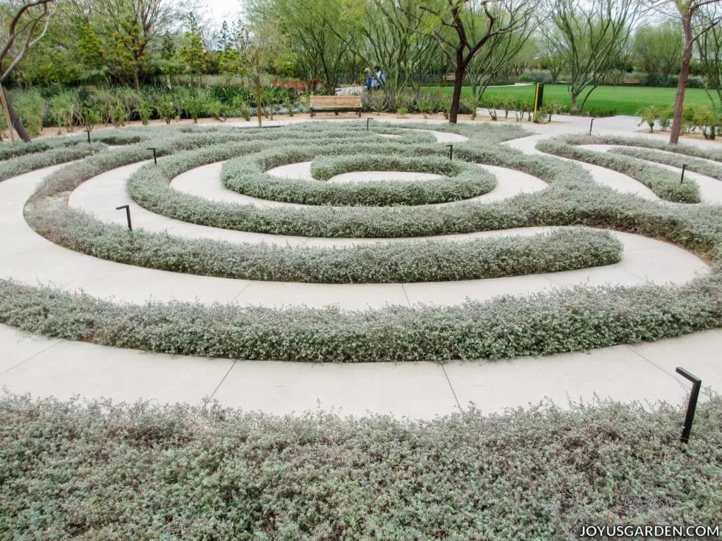 a labyrinth made of grey-green plants in a garden