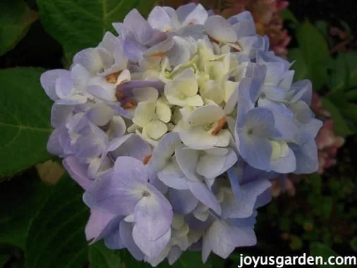 Changing Color Hydrangeas