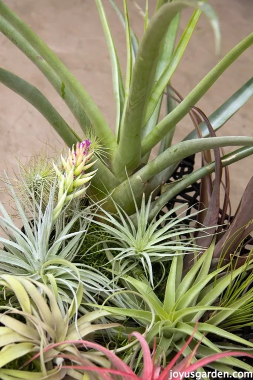 A beautiful arrangement of different varieties of air plants, aka tillandsias.