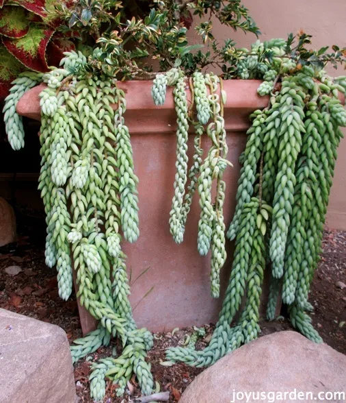 How To Take Cuttings Of Sedums