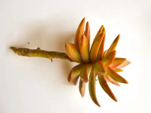 sedum cuttings