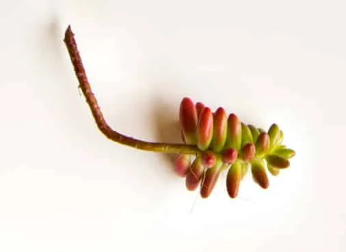 sedum cuttings