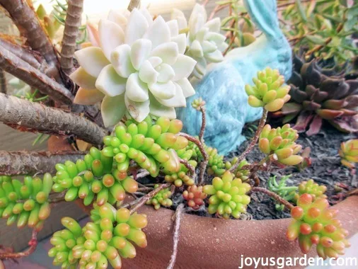 sedum cuttings