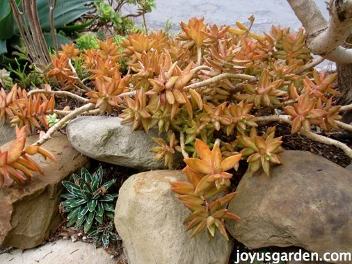 sedum cuttings