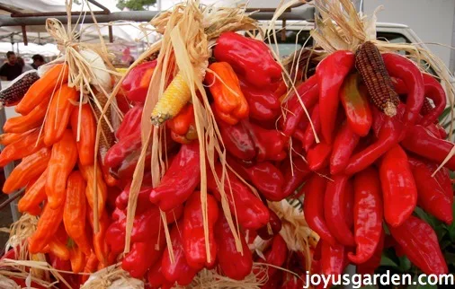 Ristas, or strings of brightly colored chiles