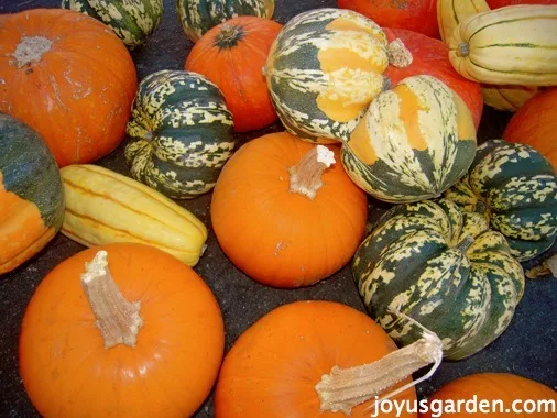 A variety of squashes and pumpkins