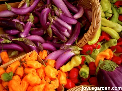 Beautiful purple eggplants and bright orange chilies