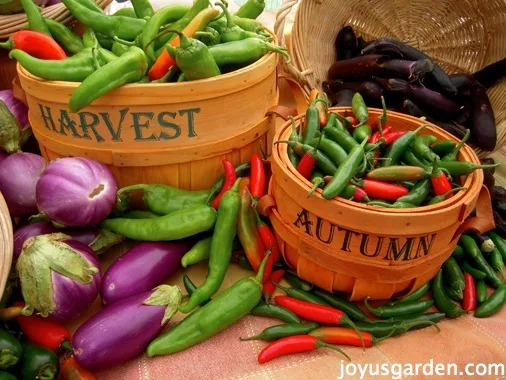 Baskets of green chilies and bright purple eggplants