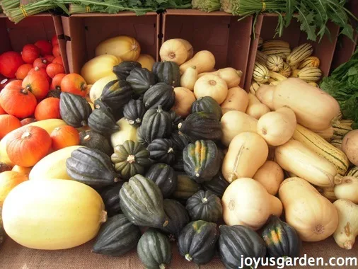 A selection of winter squashes