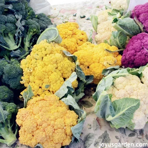 A rainbow of cauliflowers