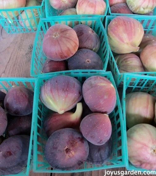 Small baskets filled with figs