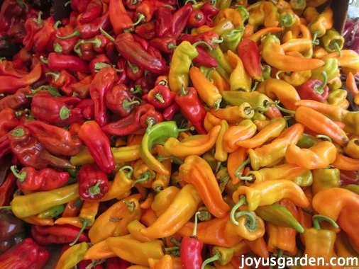 So many beautiful and colorful peppers