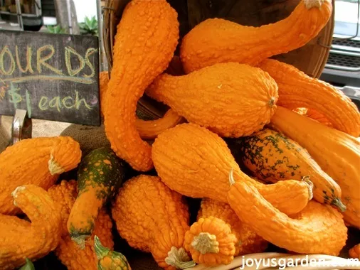 Bright orange gourds