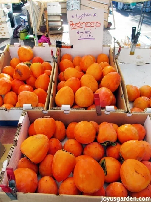 Boxes of bright persimmons