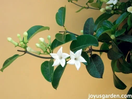 Stephanotis Vine Care