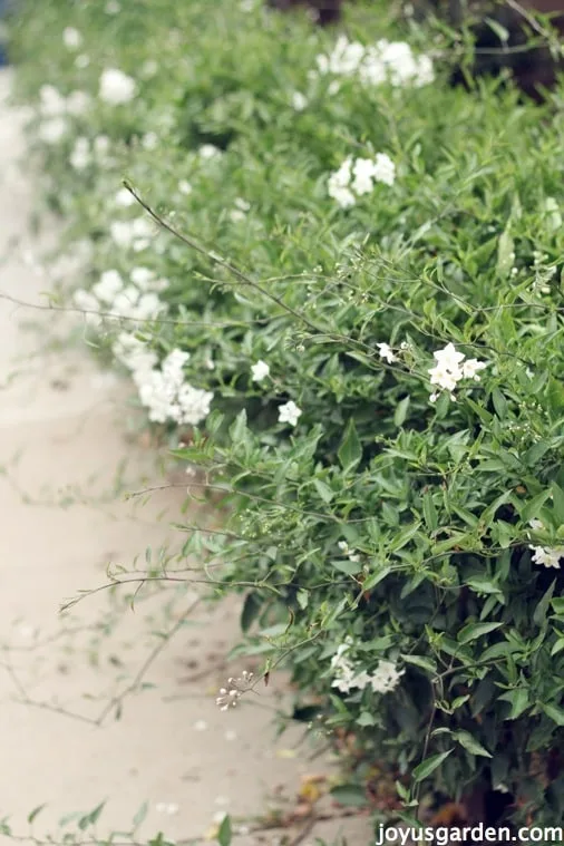 potato vine care tips pruning, warning