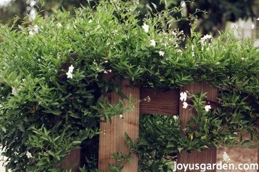 potato vine care