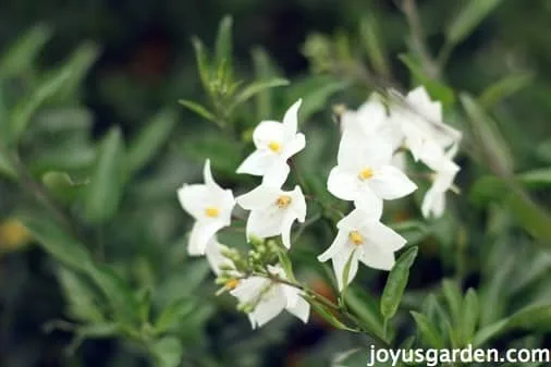 potato vine care