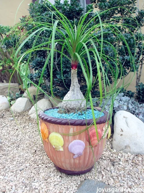 Repotting & Top Dressing My Ponytail Palm