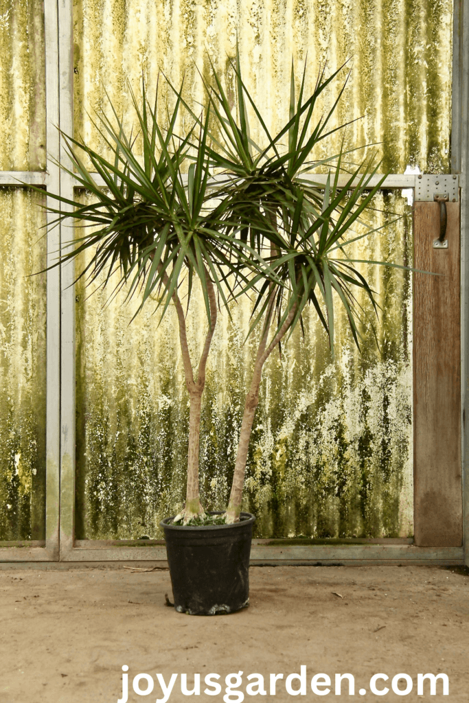 A large dracaena marginata madagascar dragon tree in a greenhouse.