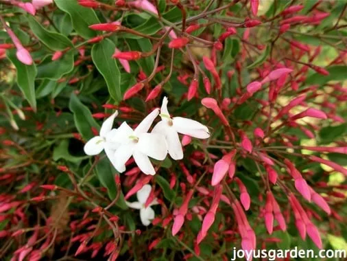 Pink jasmine flower just starting to open up. You can see how pink and pretty the buds are before opening. They are bright pink and there are a lot of buds.