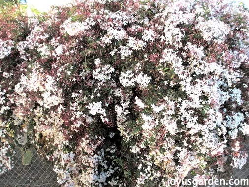 Huge and dense pink jasmine plant growing an a chain link fence