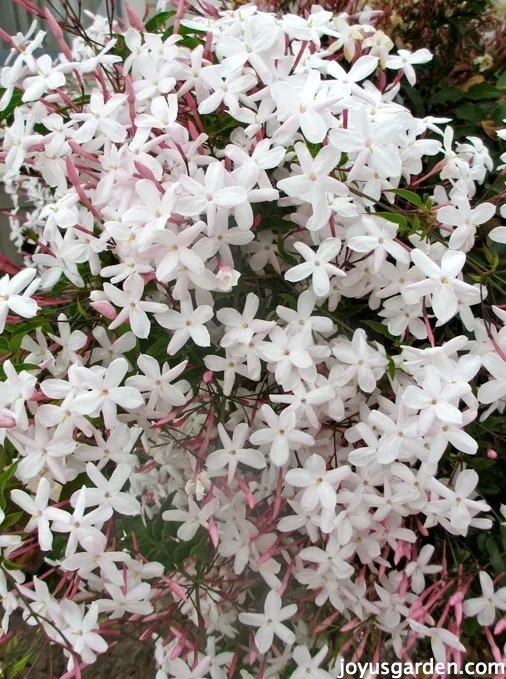 Big cluster of fully opened pink jasmine blooms, there are so many flowers you can't see the foliage underneath