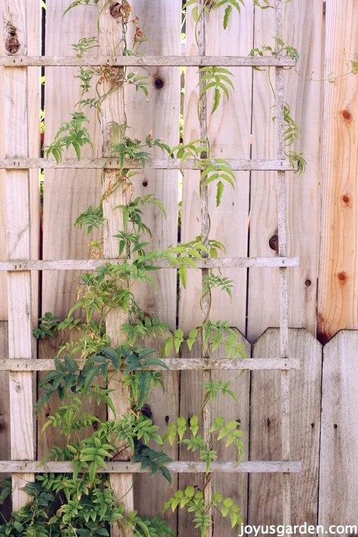 New growth of a jasmine vine twining up a fence that was done specially for the jasmine to attach to it. The plant has no flowers and has a young green color