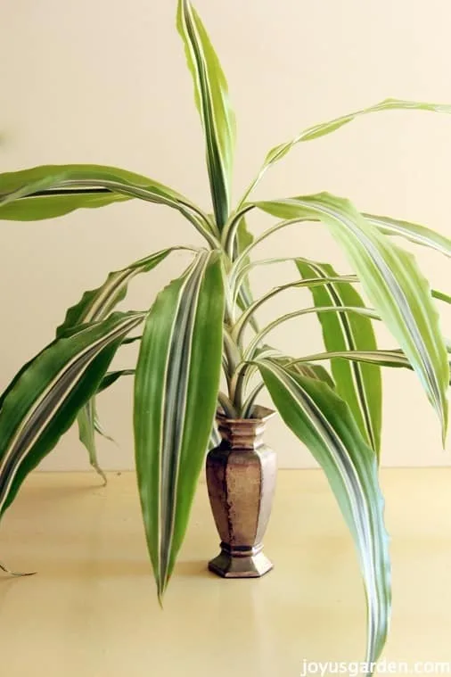 Easy Dracaena Propagation