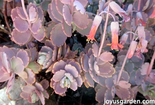 Lavender Scallops Kalanchoe