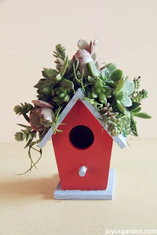 succulent rooftop birdhouses