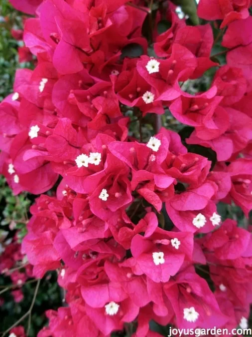 close up of deep magenta bougainvillea flowers in full bloom