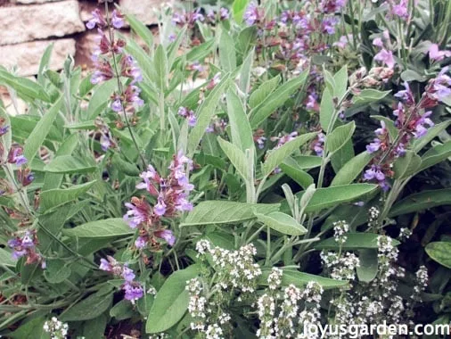 Closeup of a purple flowering salvia commonly called culinary sage.