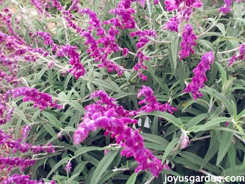 This is Salvia leucantha or Mexican Bush Sage in full bloom, the flowers are magenta and they grey green foliage.