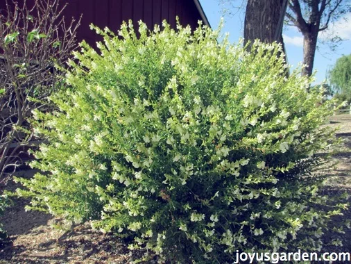 Salvia greggi pruned in a sphere shape. This image illustrates how pruning perennial salvias can be time intensive. This one is a very big plant.