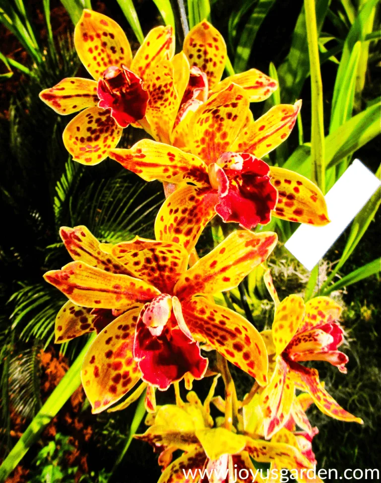 yellow cymbidium orchid speckled with red