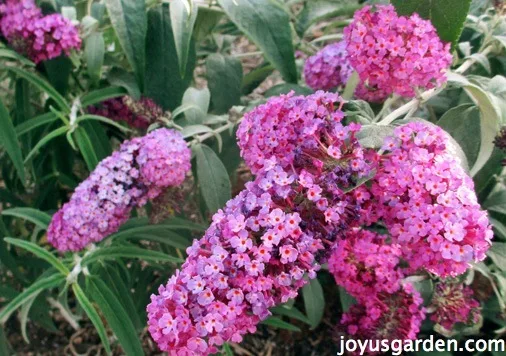 Pruning Buddleia Davidii aka Butterfly Bush