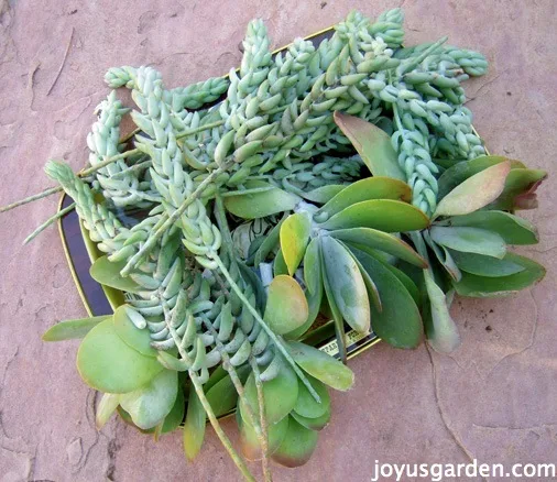 a tray filled with different succulent cuttings ready to be planted. There's burros tail sedums and paddle plants